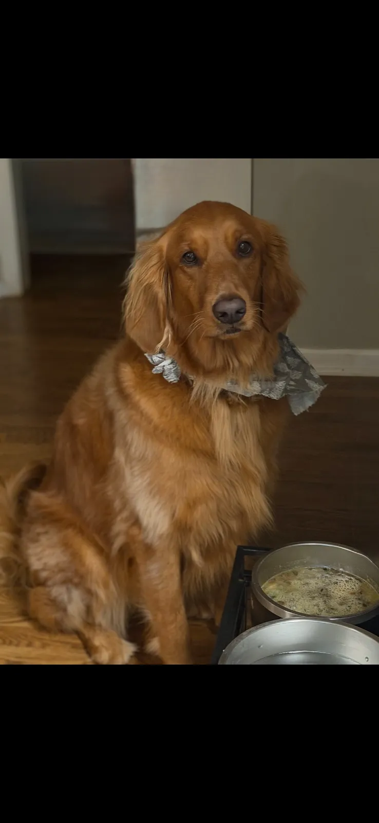 Photo 3 of Juneau, a golden retriever in Washington, DC