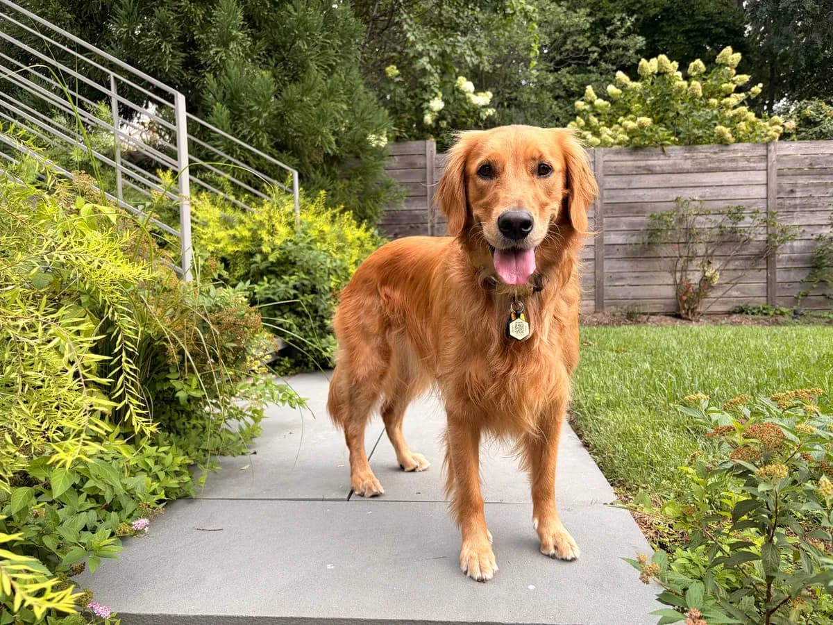 Olive, a golden retriever in Washington, DC