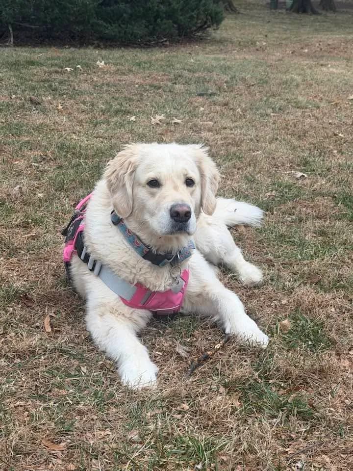 Photo 2 of EllieMae, a golden retriever in Washington, DC