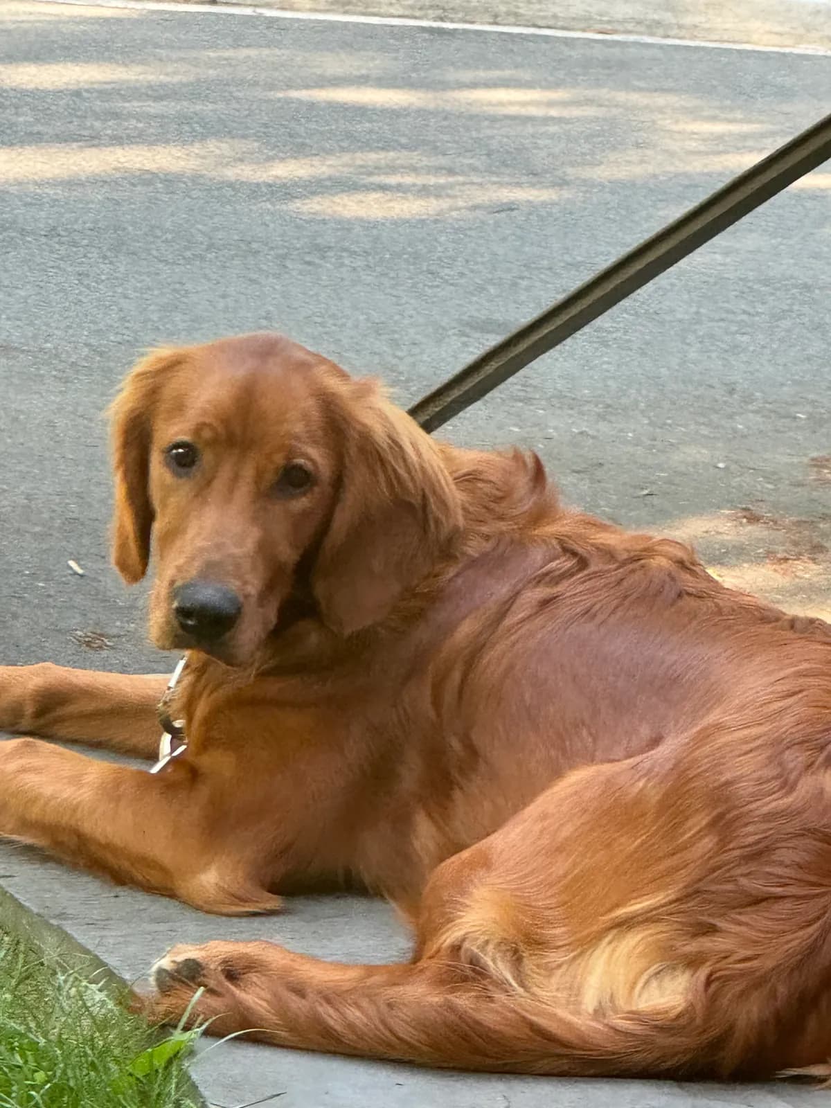 Ginger, a golden retriever in Washington, DC