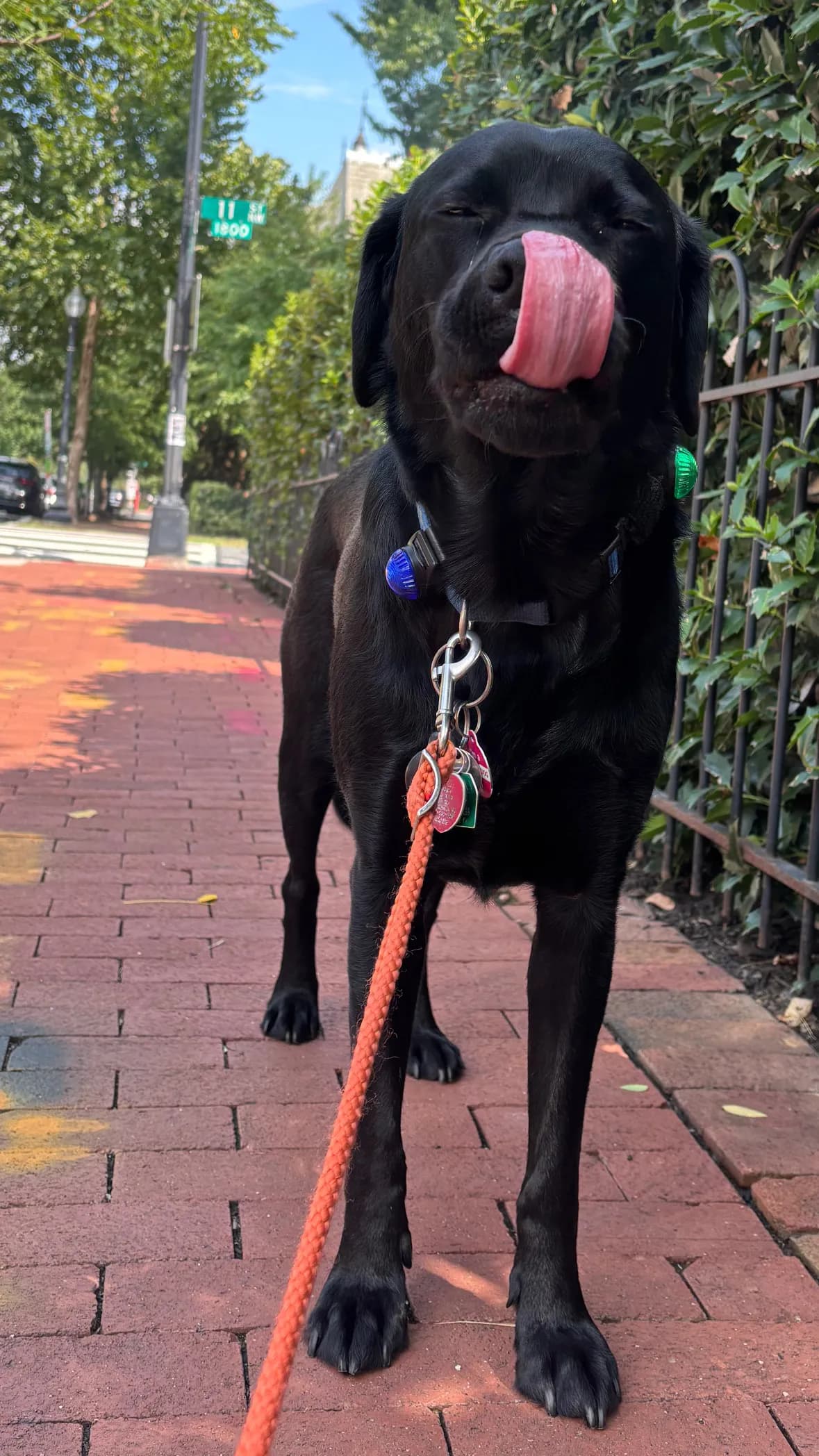 Char, a dog in 14th & U Streets/Logan Circle, DC