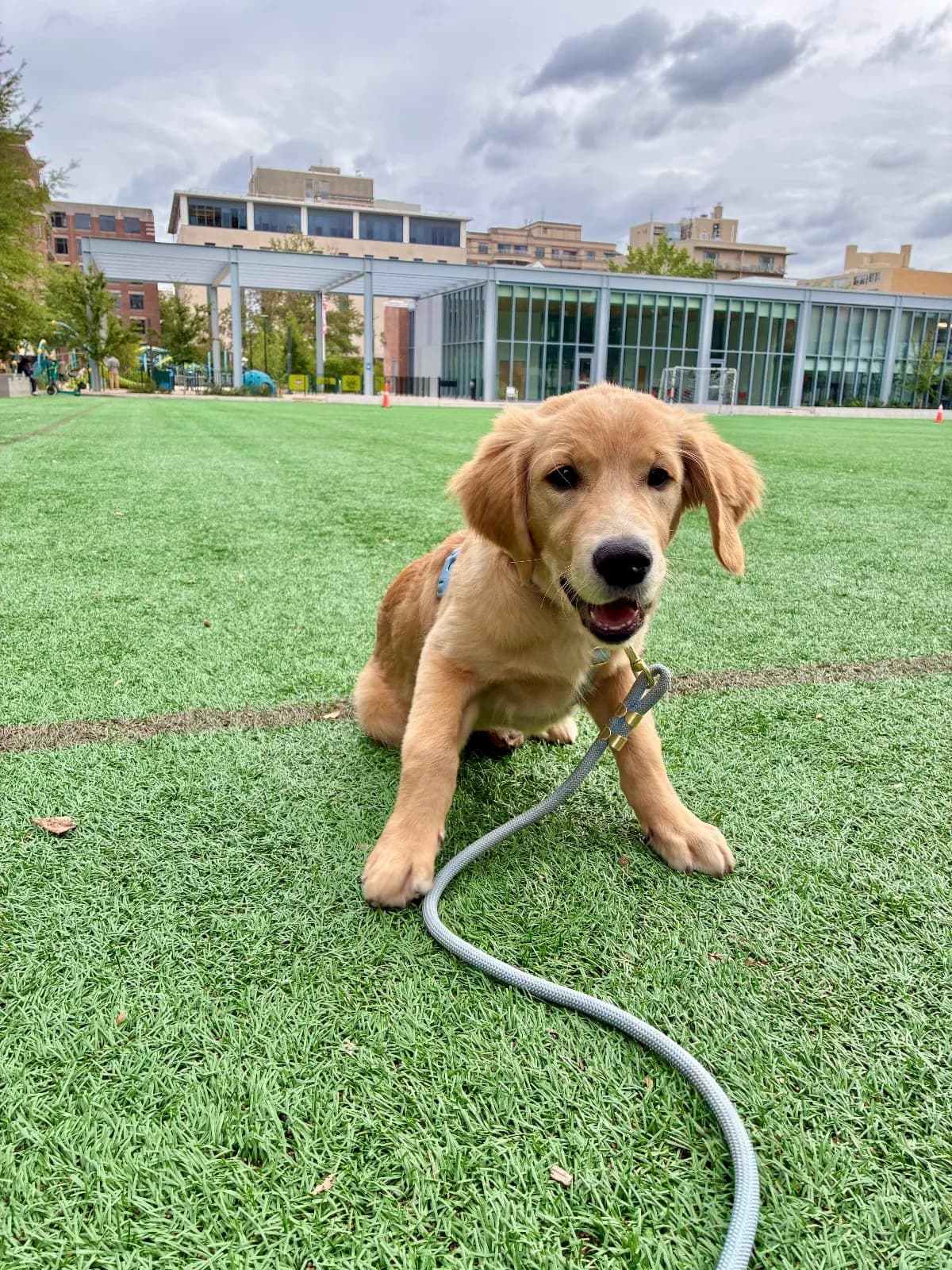 Photo 2 of Leo, a golden retriever in Washington, DC