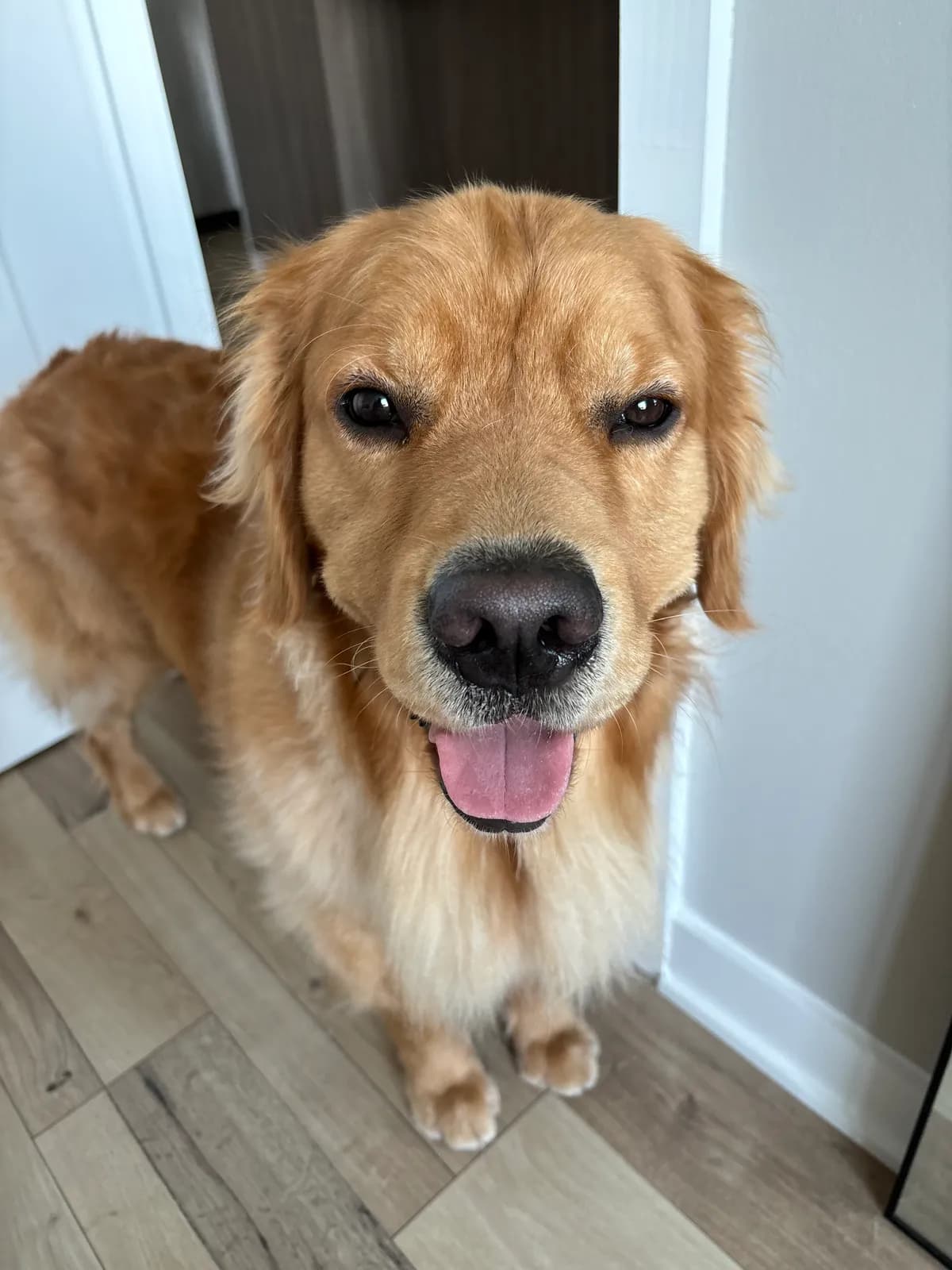 Photo 2 of Raleigh, a golden retriever in Washington, DC