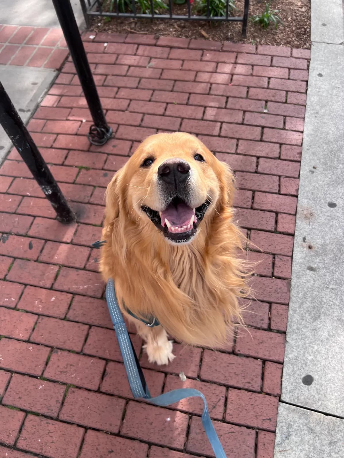 Buddy