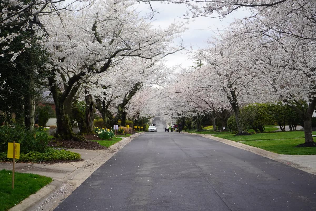 Kenwood Neighborhood Cherry Blossoms