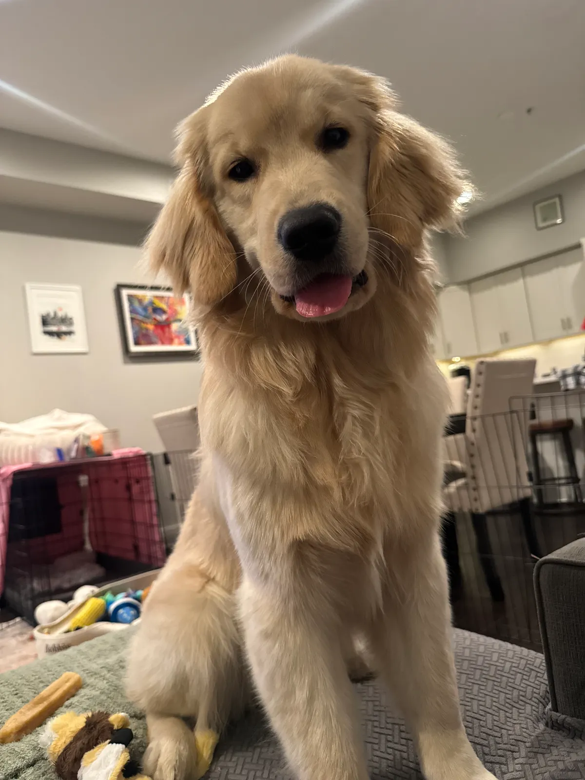 Photo 2 of Bobbie, a golden retriever in Washington, DC