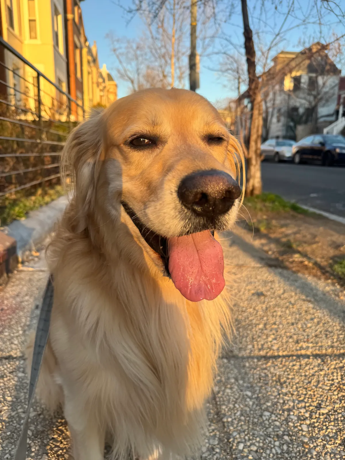 Photo 3 of Kylo, a golden retriever in Washington, DC