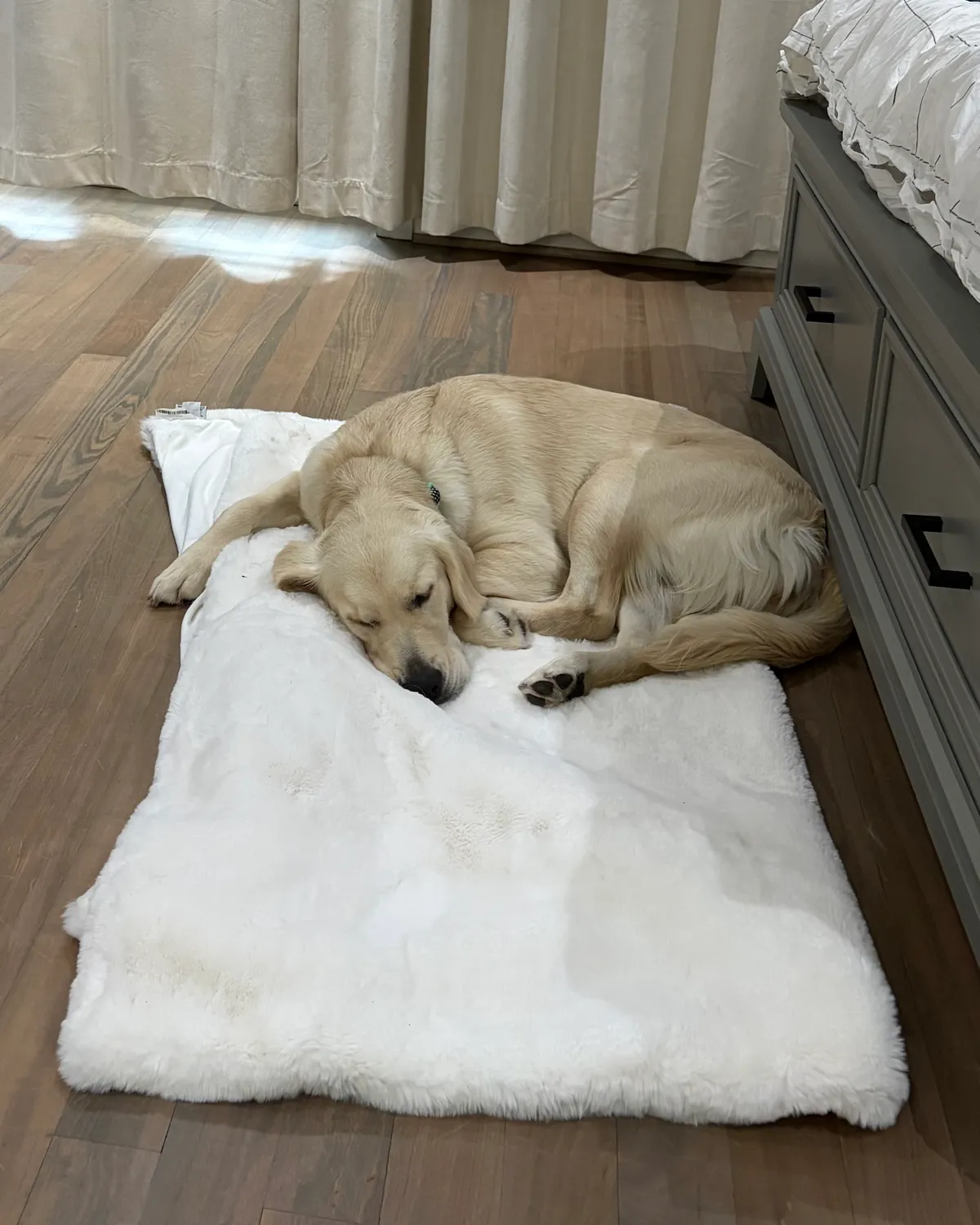 Photo 4 of Nelly, a golden retriever in Washington, DC
