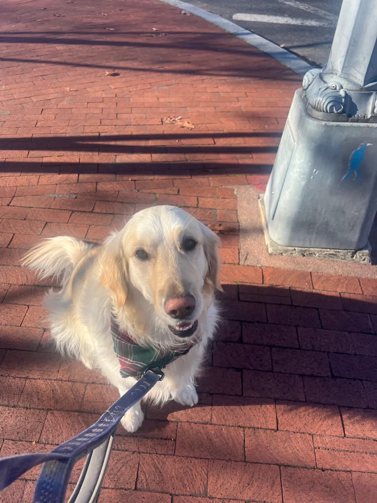 Photo 2 of Lumi, a golden retriever in Washington, DC