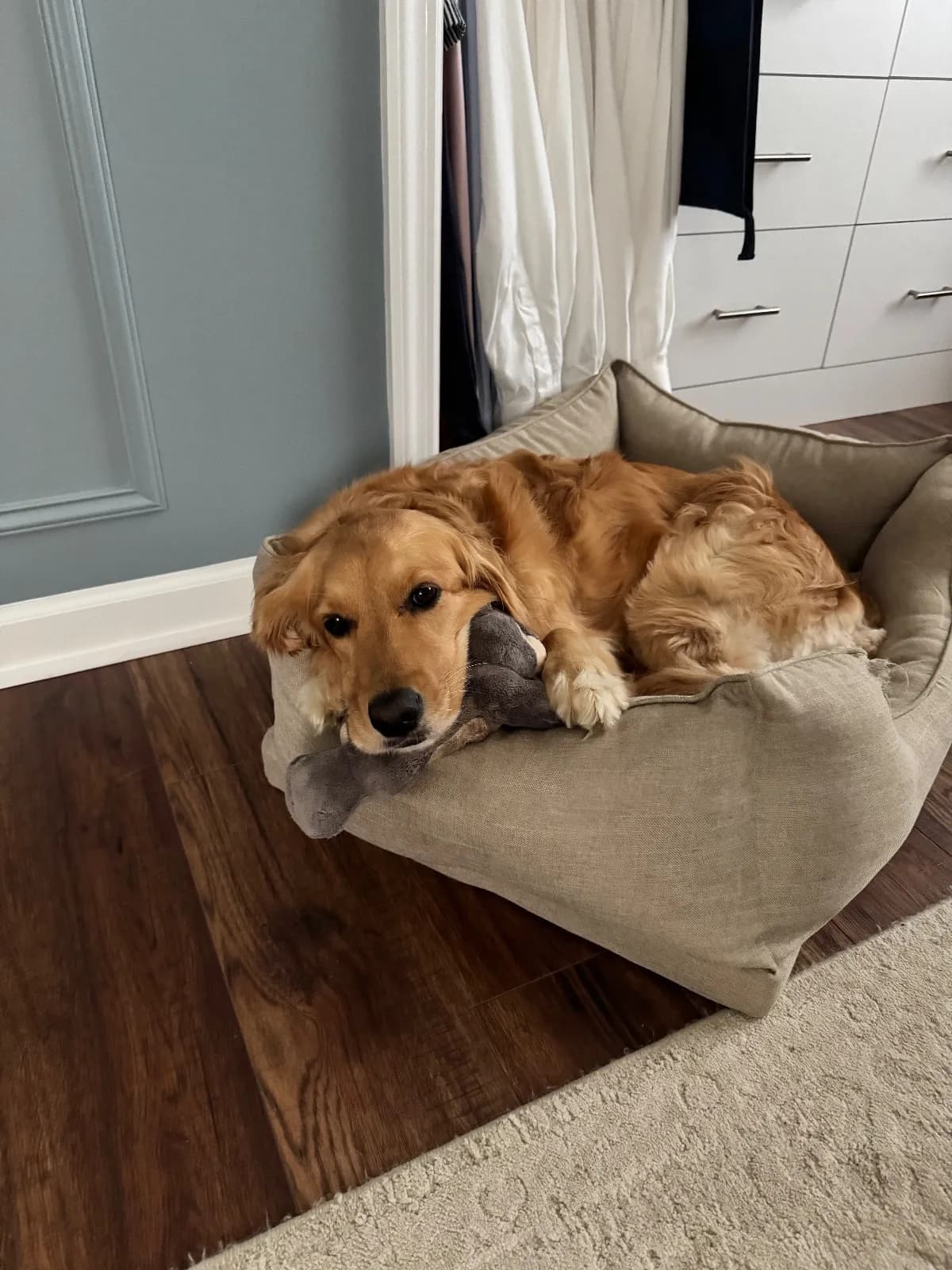 Photo 3 of Piper, a golden retriever in Washington, DC