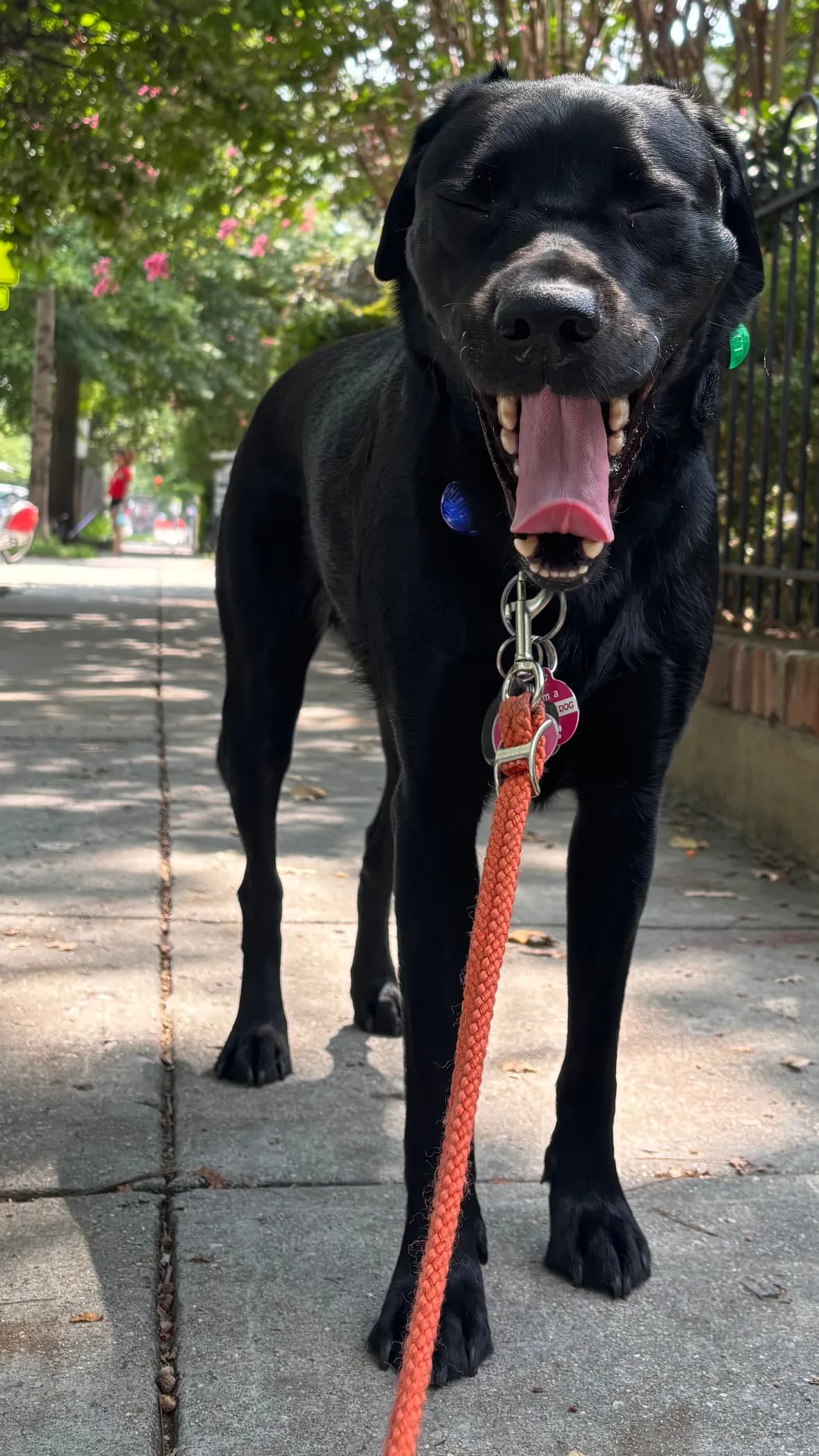 Char, a dog in 14th & U Streets/Logan Circle, DC