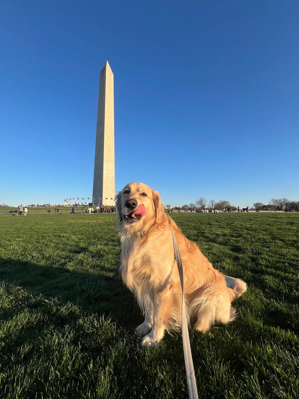 Kylo, a golden retriever in Washington, DC