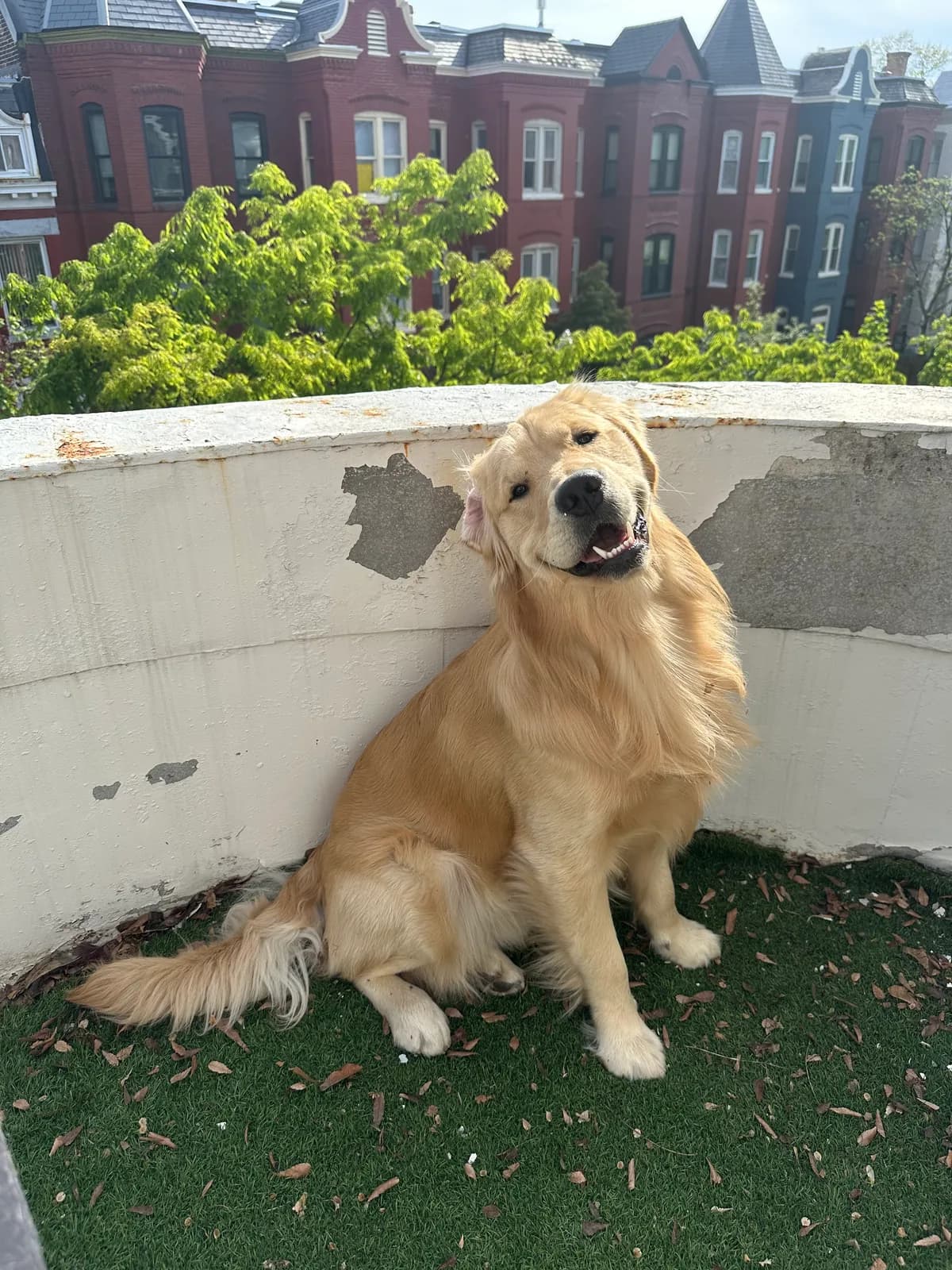 Louie