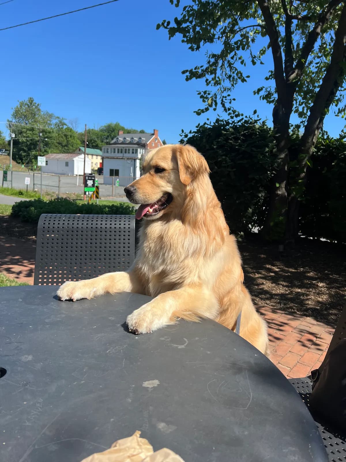 Photo 4 of Bentley, a golden retriever in Washington, DC
