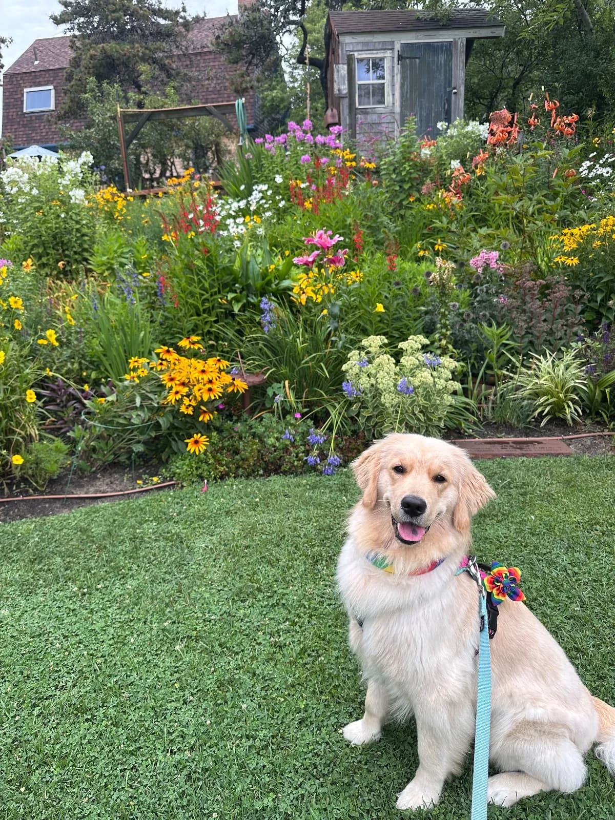 Bobbie, a golden retriever in Washington, DC