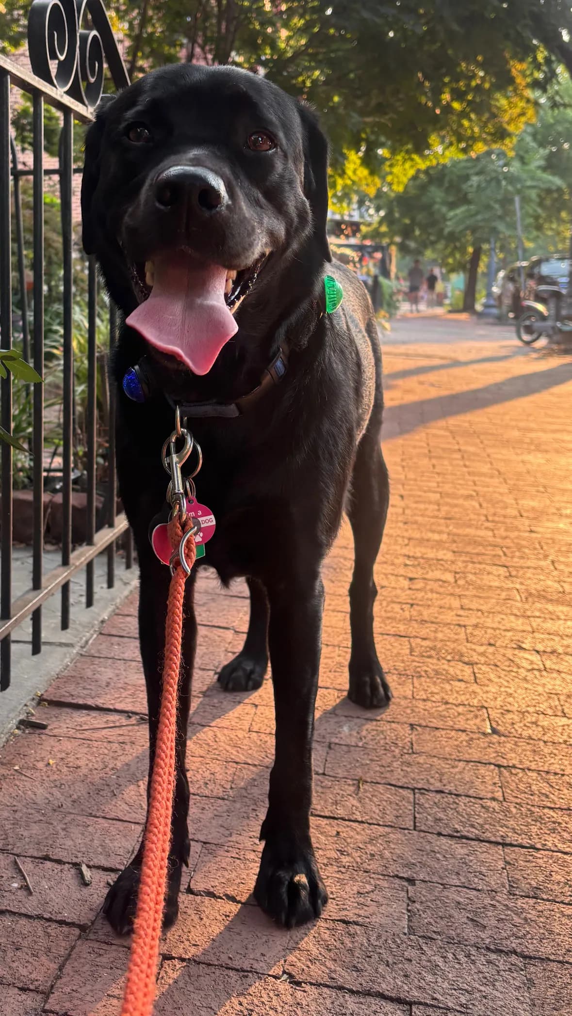 Char, a dog in 14th & U Streets/Logan Circle, DC