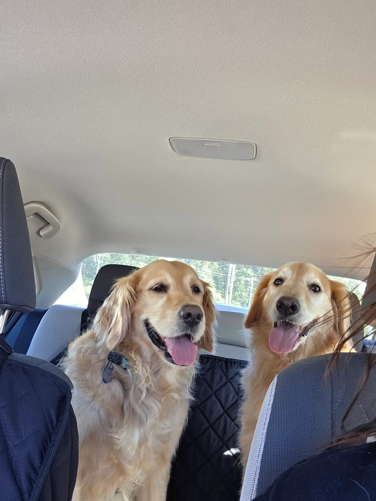 Moki, a golden retriever in Washington, DC