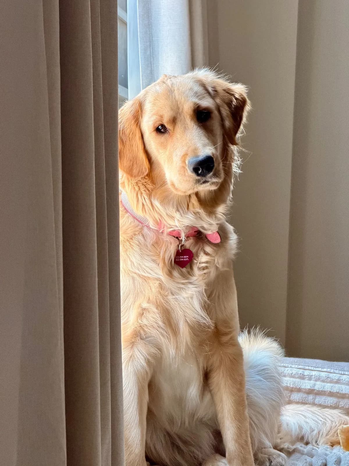 Juneeee, a golden retriever in Washington, DC
