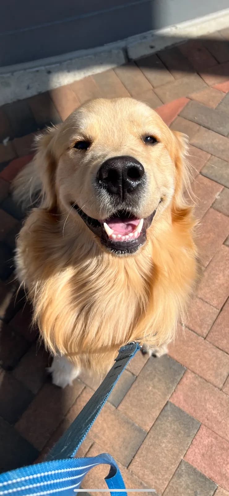 Buddy