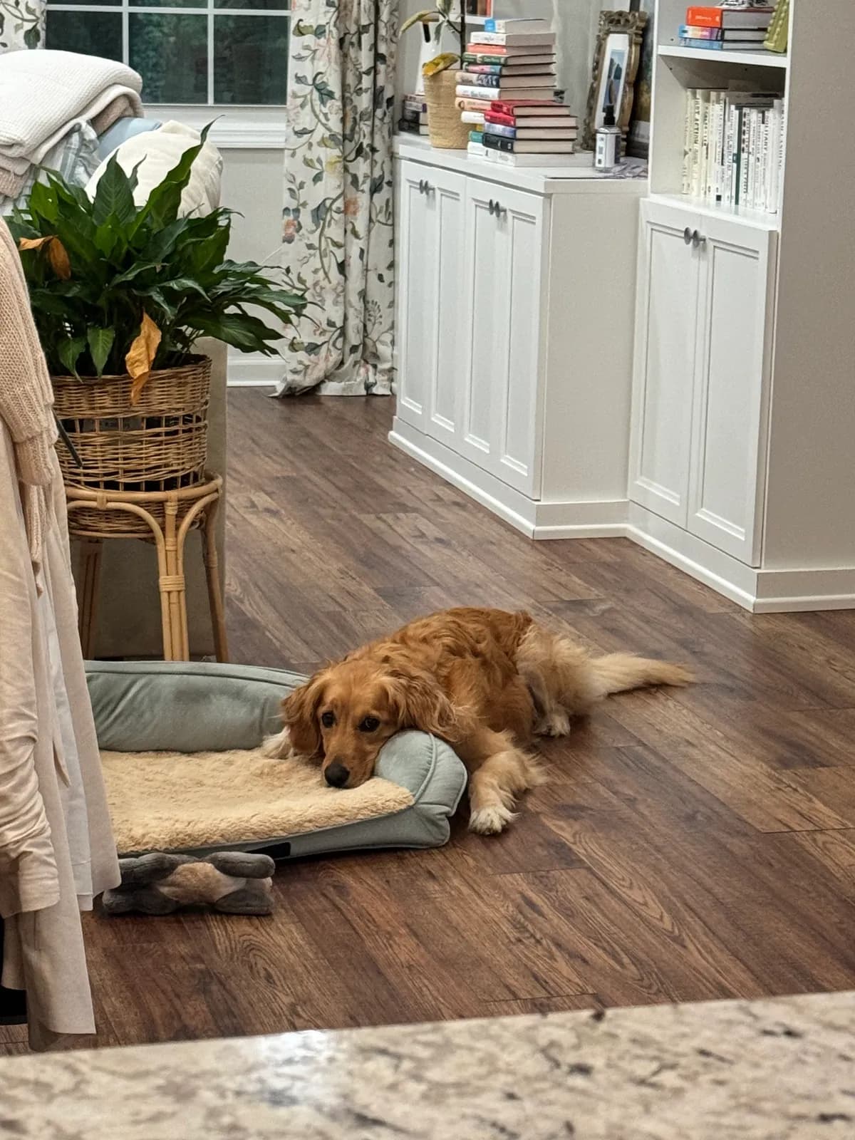 Photo 2 of Piper, a golden retriever in Washington, DC