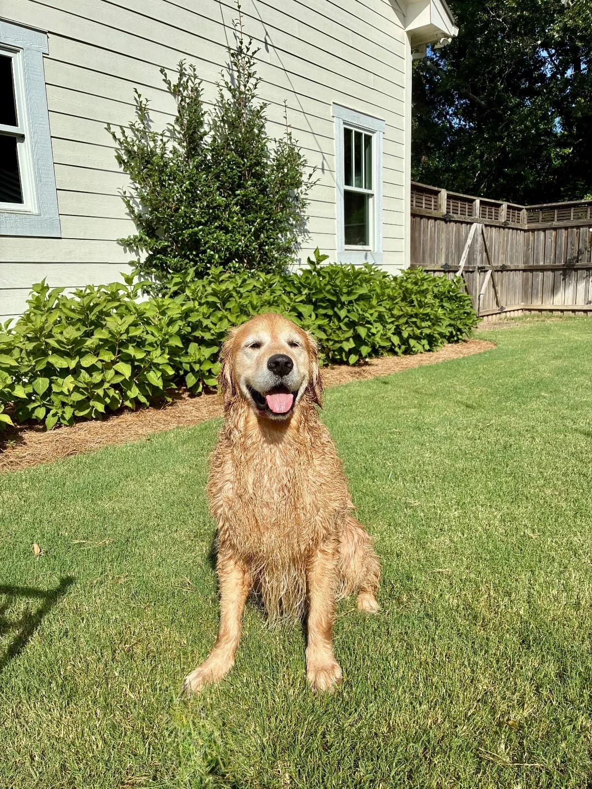 Photo 3 of Goose, a golden retriever in Washington, DC