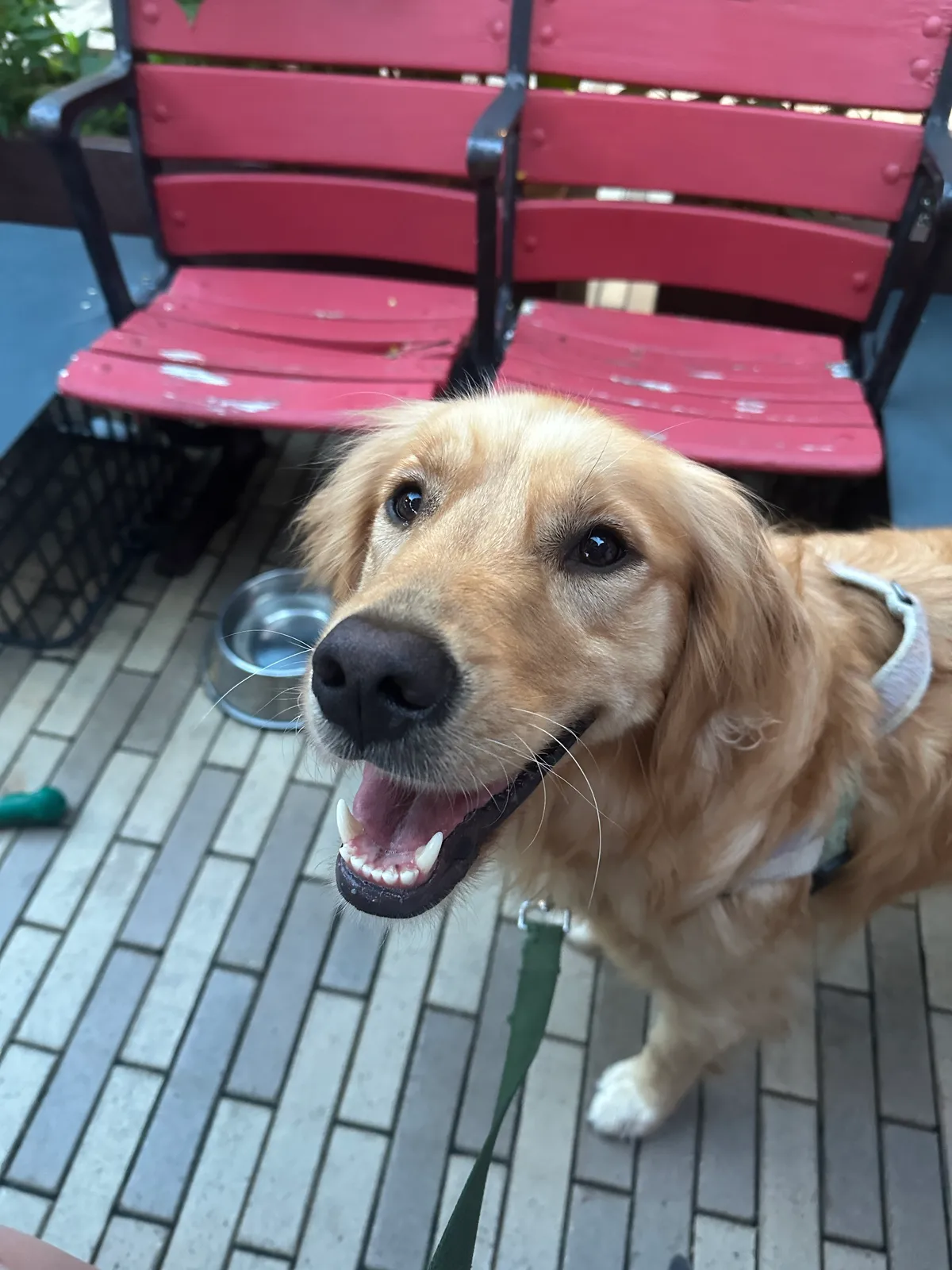Olive A, a golden retriever in Washington, DC