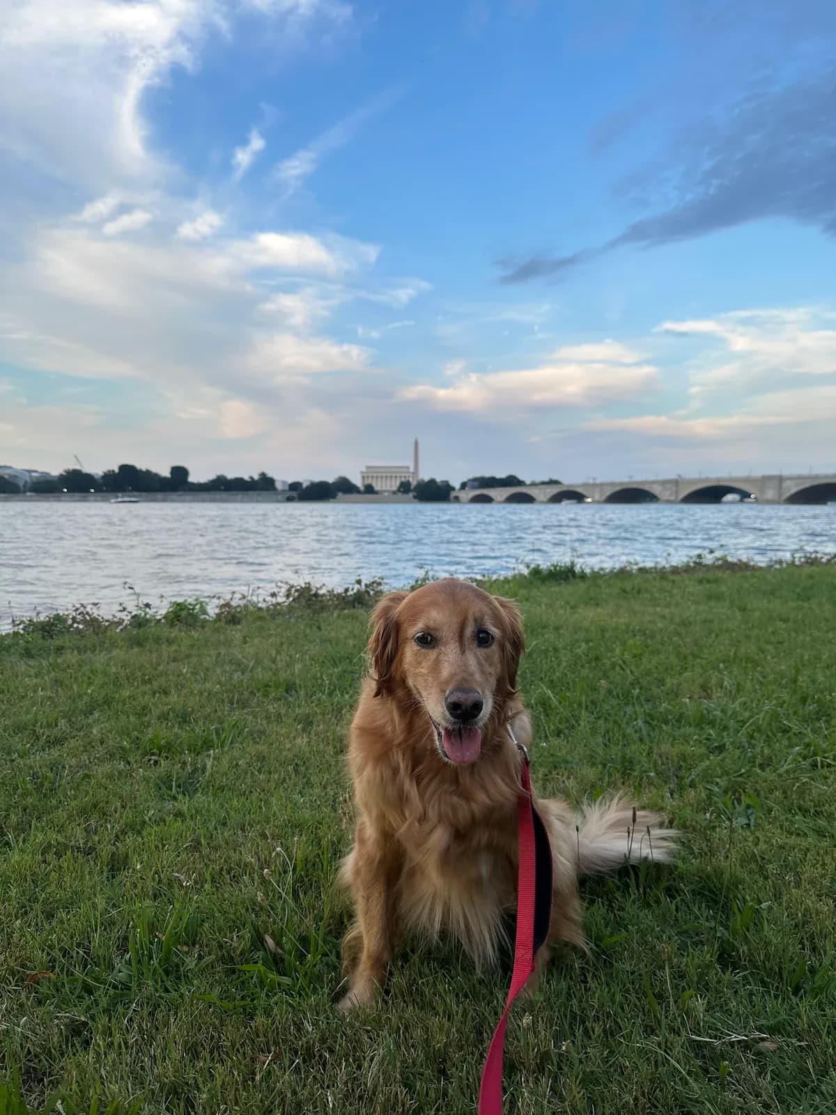 Ruby, a golden retriever in Washington, DC