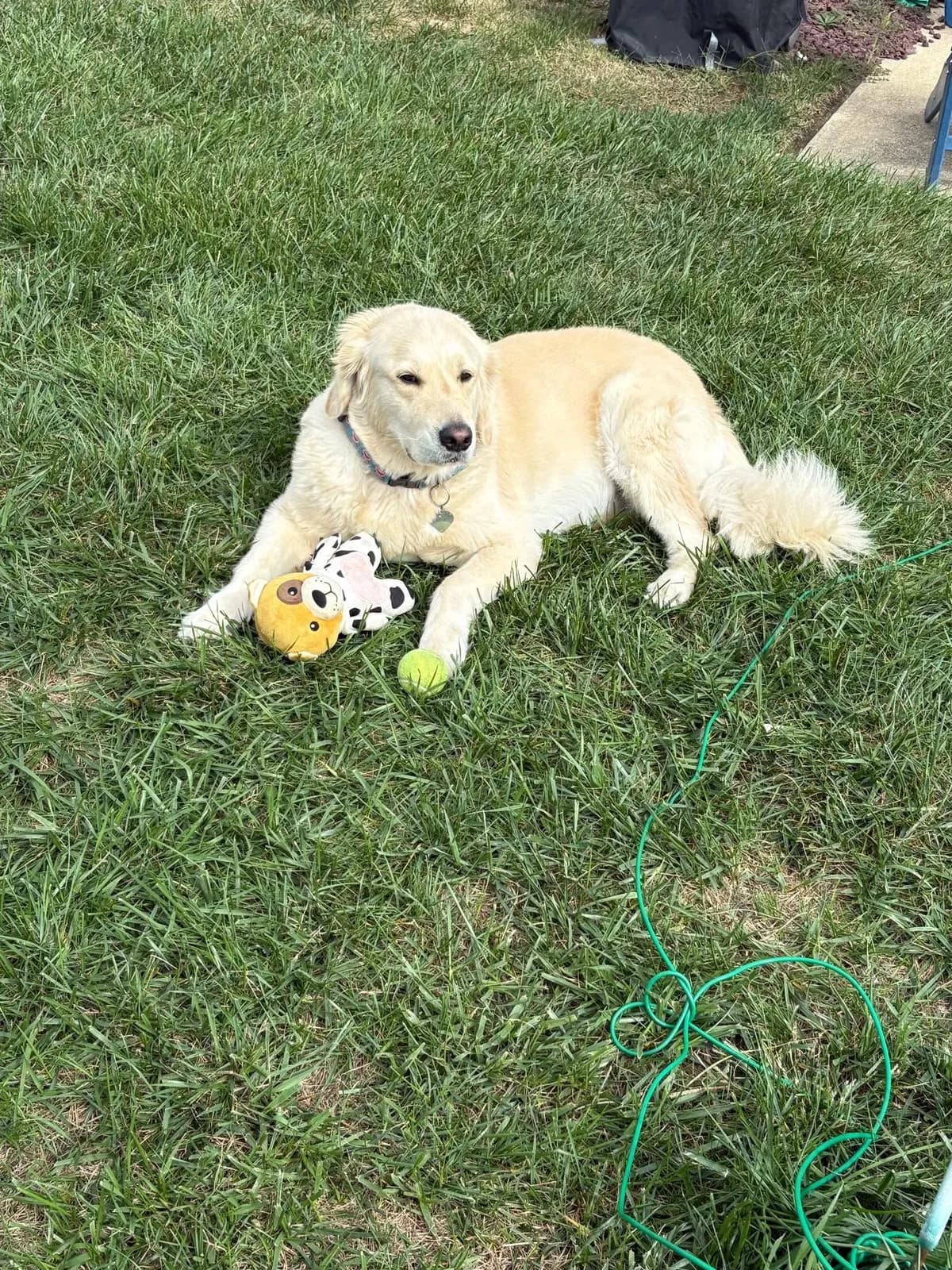 Photo 3 of EllieMae, a golden retriever in Washington, DC