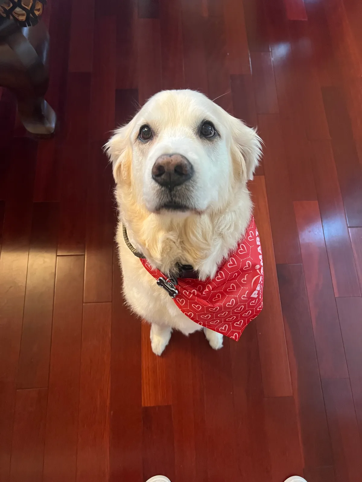 Photo 3 of Apollo, a golden retriever in Washington, DC