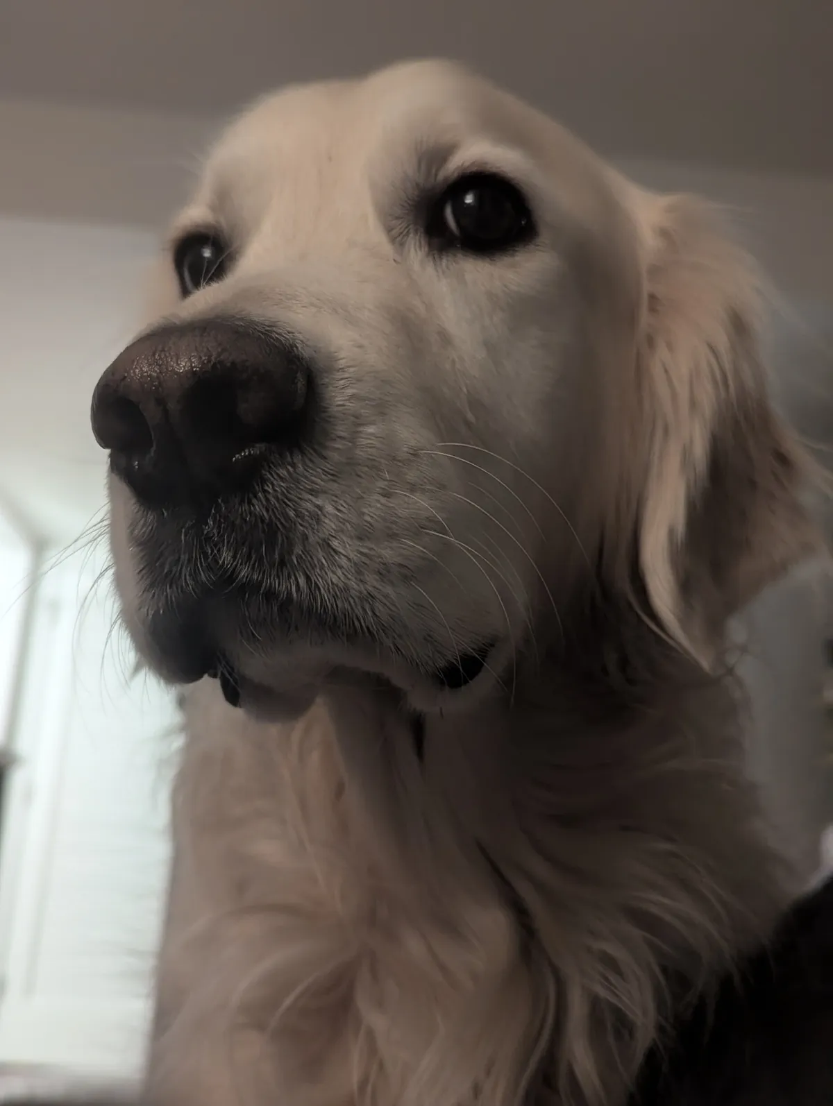 Bo
