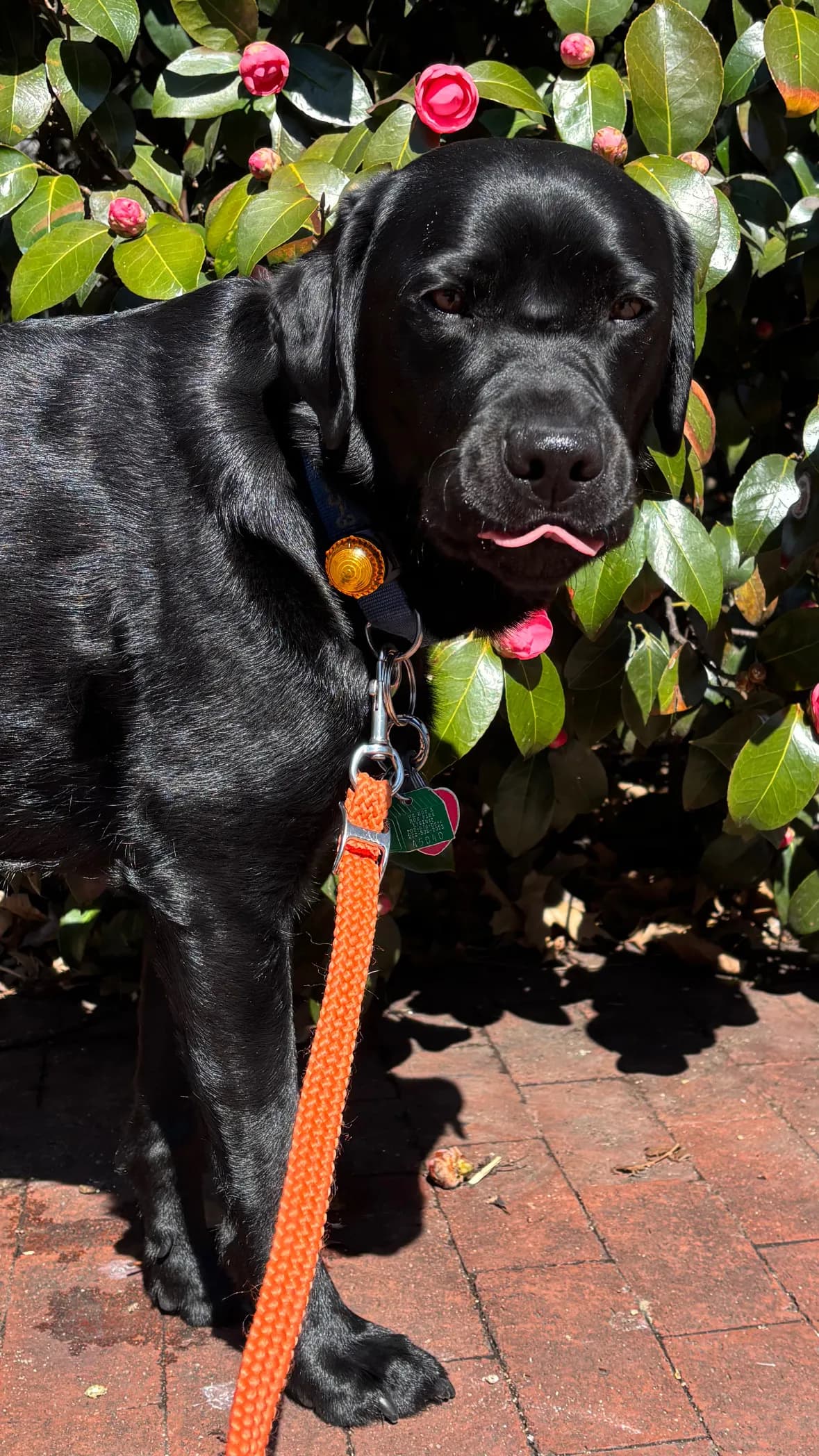 Char, a dog in 14th & U Streets/Logan Circle, DC