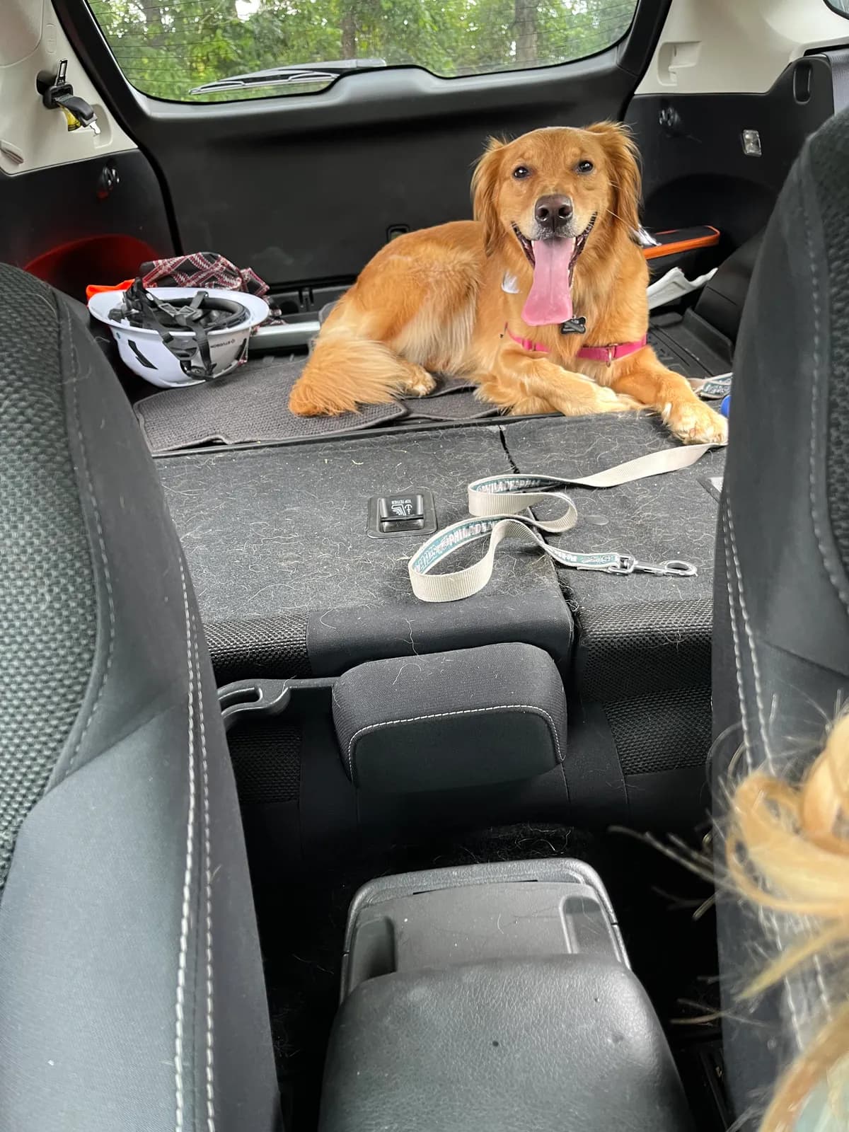 Myla, a golden retriever in Washington, DC