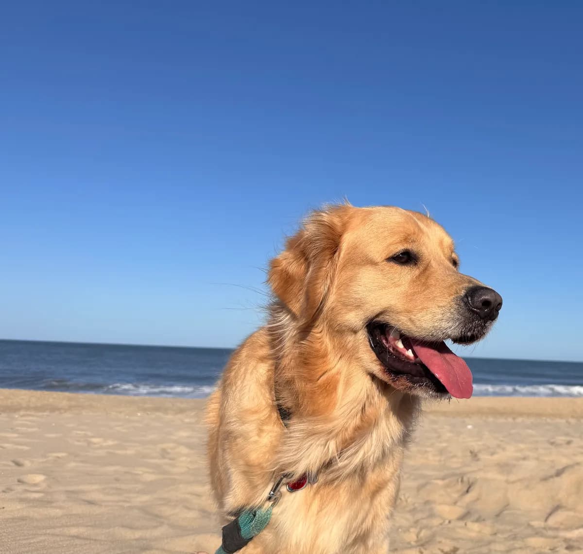 Leo, a golden retriever in Washington, DC