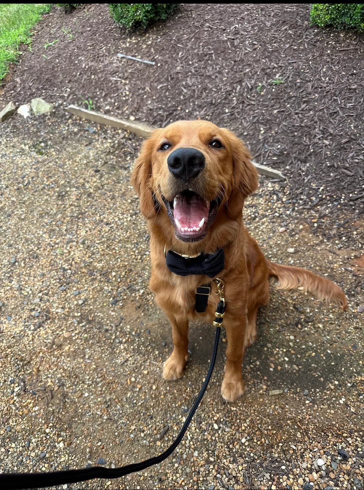 Enzo, a golden retriever in Washington, DC