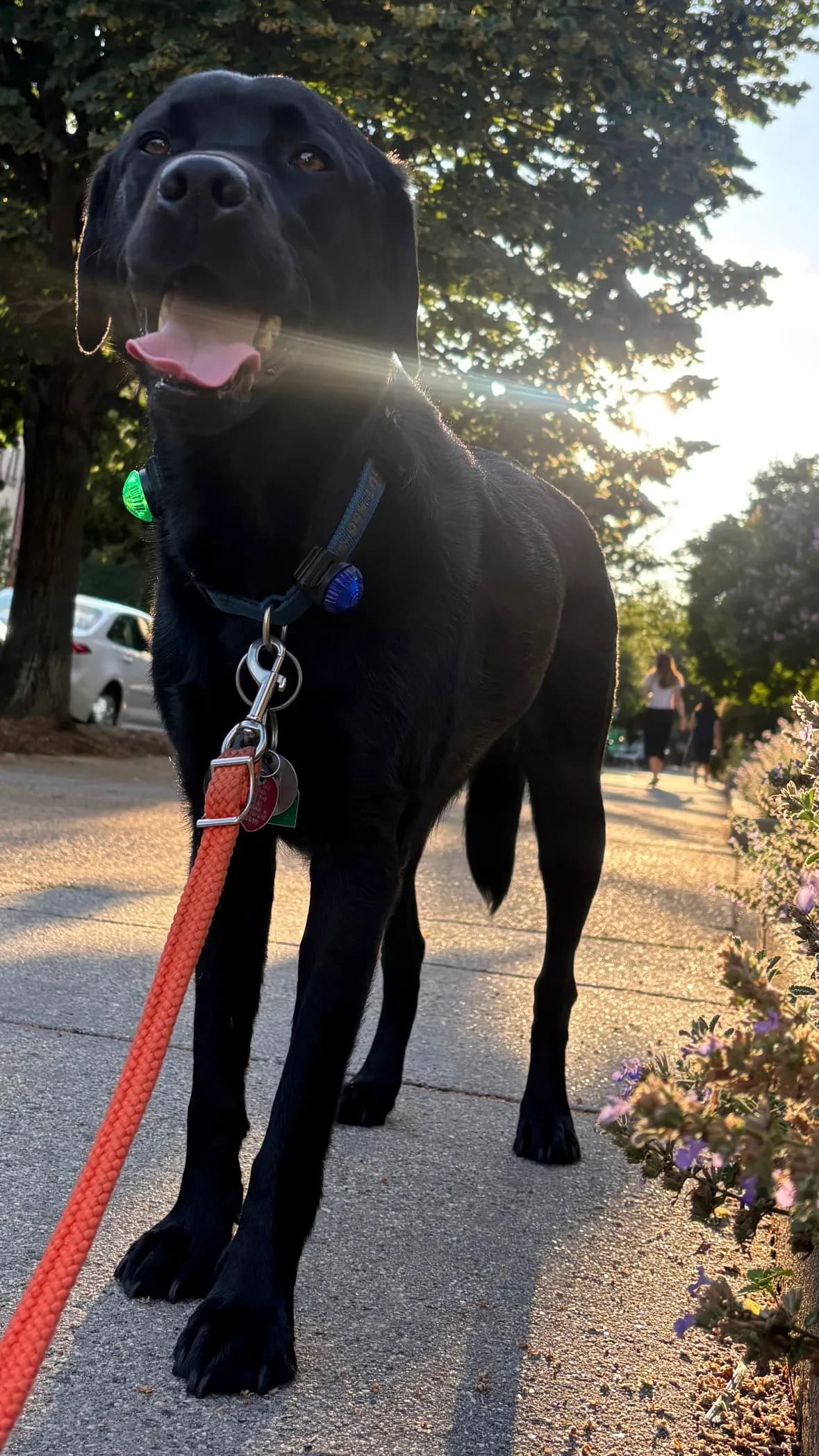 Char, a dog in 14th & U Streets/Logan Circle, DC