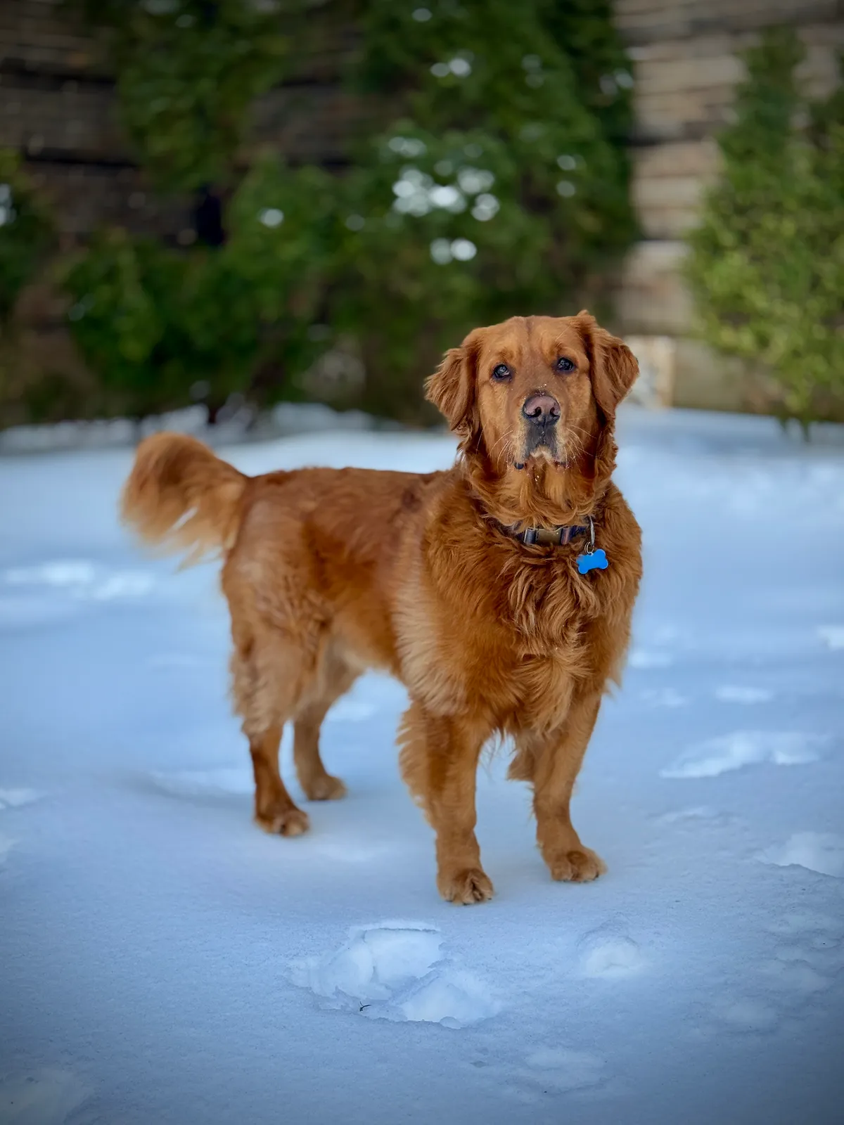 Dozer, a golden retriever in Washington, DC