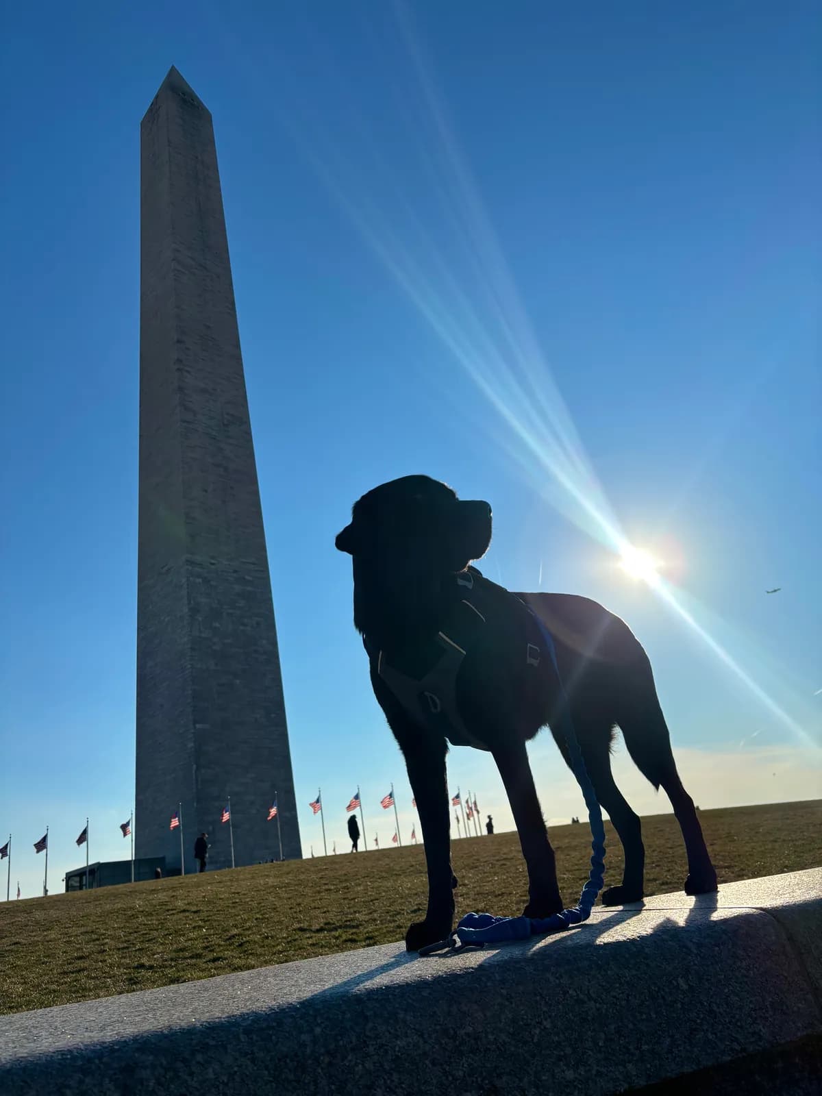 Char, a dog in 14th & U Streets/Logan Circle, DC