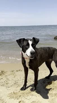 Dog Beach at Matapeake Clubhouse and Beach