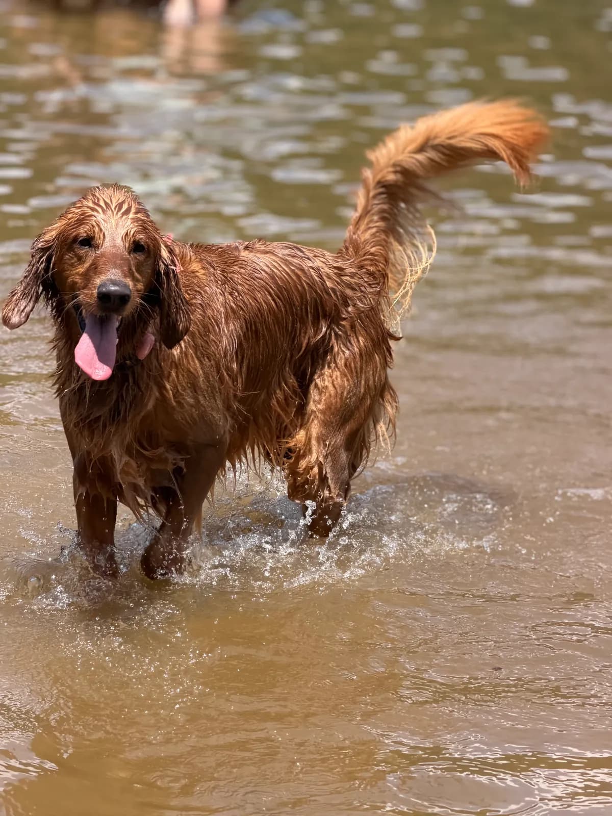 Photo 6 of Juneau, a golden retriever in Washington, DC