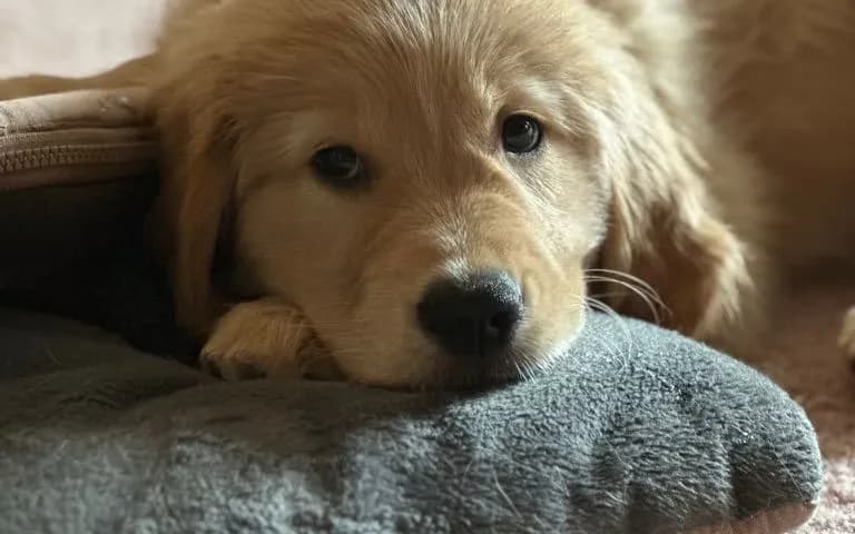 Blyssful Goldens, a golden retriever breeder in Joppa, MD