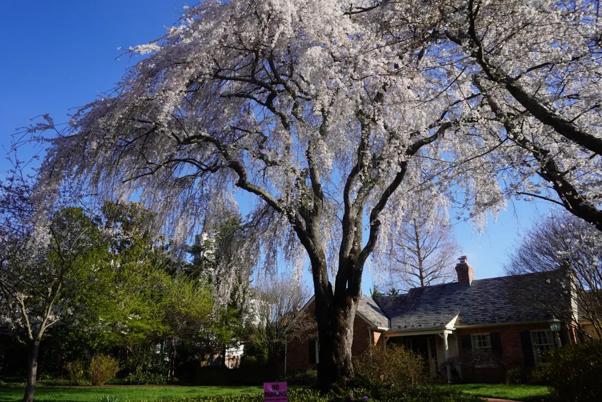 Kenwood Neighborhood Cherry Blossoms