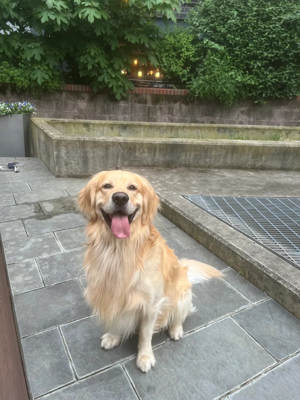Photo 2 of Kylo, a golden retriever in Washington, DC