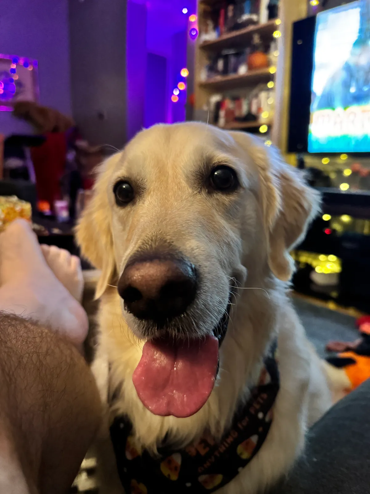 Aurum, a golden retriever in Washington, DC