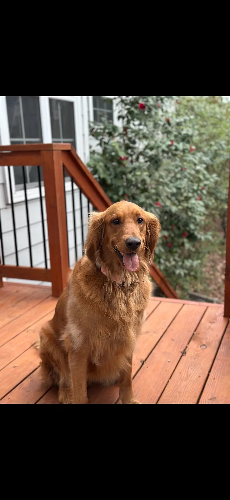 Photo 4 of Juneau, a golden retriever in Washington, DC