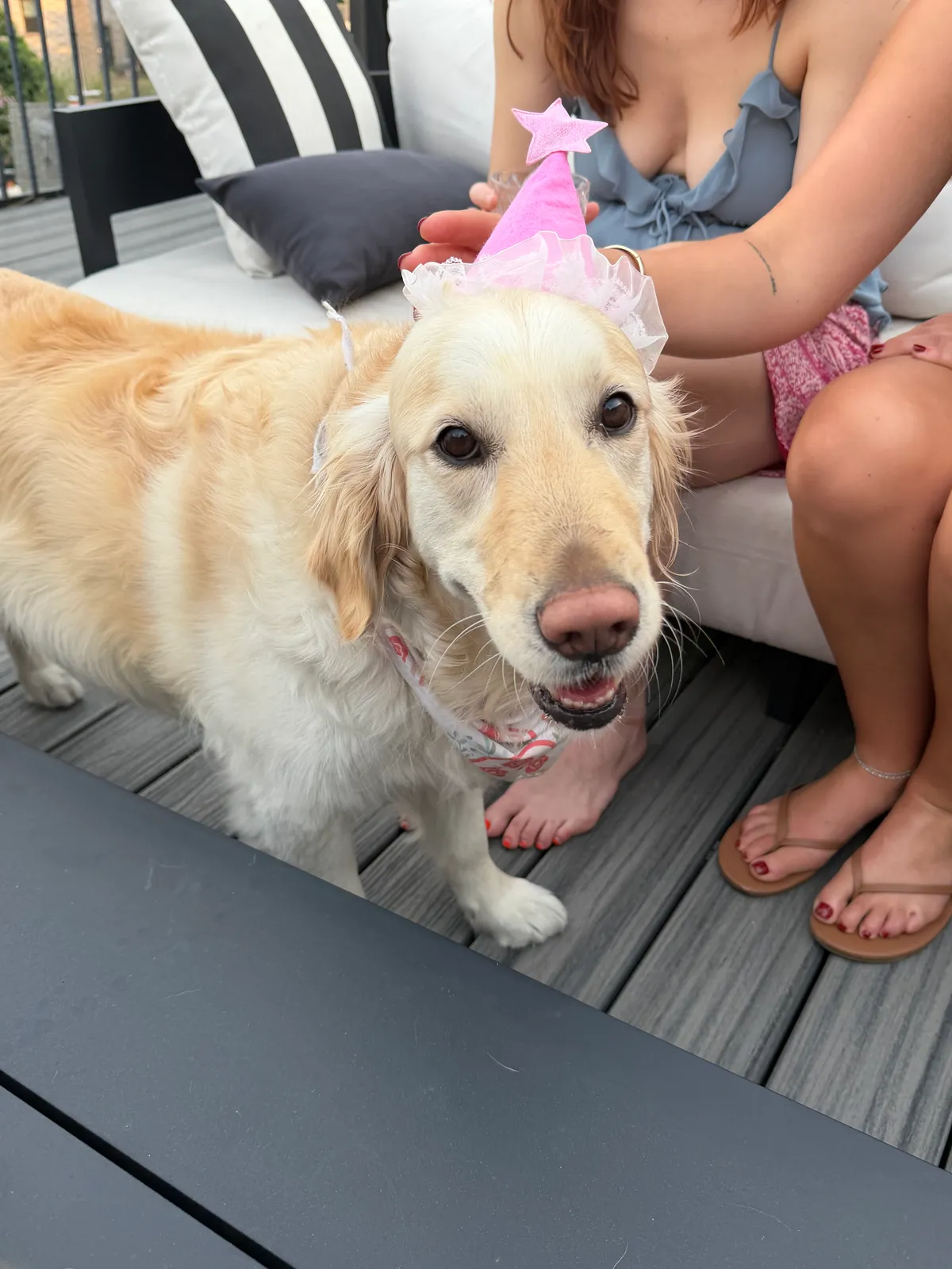 Photo 8 of Lumi, a golden retriever in Washington, DC
