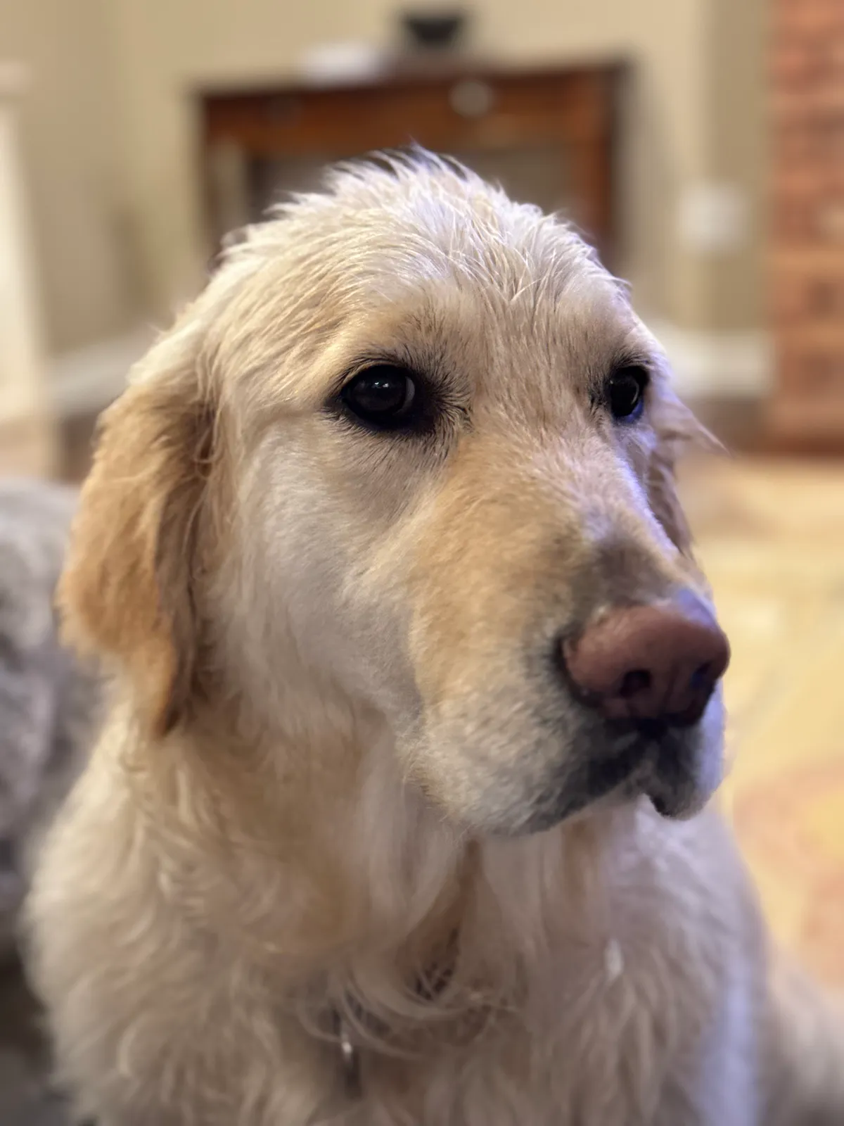 Photo 3 of Lumi, a golden retriever in Washington, DC